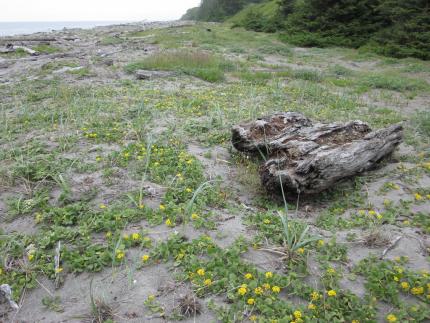 View of sand verbena moth habitat - shoreline with clumps of yellow blooming sand verbena