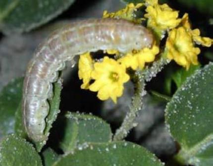 Sand verbena moth larva feeding on host plant (sand verbena); night photo