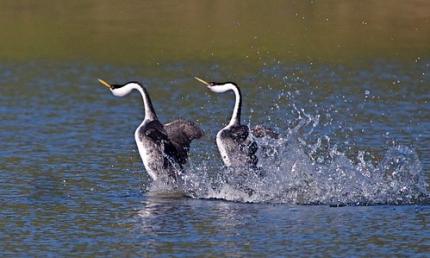 A pair of adult Western Grebes raised up and paddling on top of the water in a courtship dance