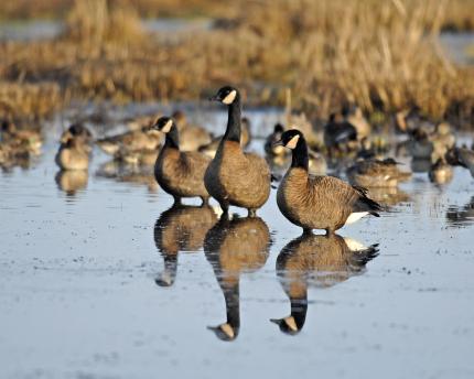Three dusky Canada geese standing in a marsh with other waterfowl.