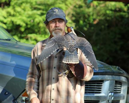 A falconer holds a hooded peregrine falcon; view of the back side of the bird