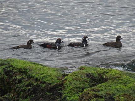 Two pairs of harlequin ducks on the water near mossy rocks. 
