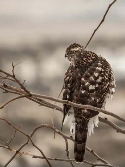 View of the back of an immature northern goshawk perched on a small, naked branch