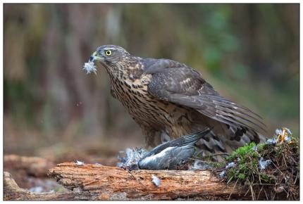 Close up of an immature northern goshawk on a log, plucking feathers from a bird carcass
