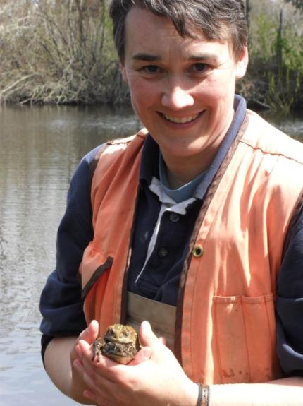 A WDFW biologist holds a pair of mating western toads.