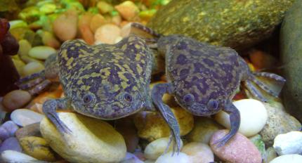 Pair of African Clawed Frogs in aquarium