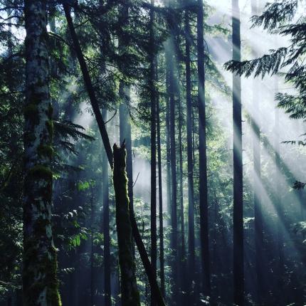 Sunlight shines through dark forest