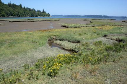 marsh and mudflats