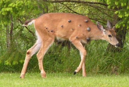 whitetail deer disease symptoms