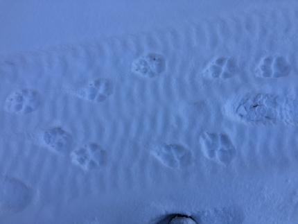wolf tracks in snow