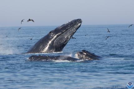 Humpback whale "spy hopping" (jumping out of the water)