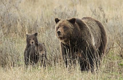 View of 2 cubs with grizzly bear sow in a grassy field