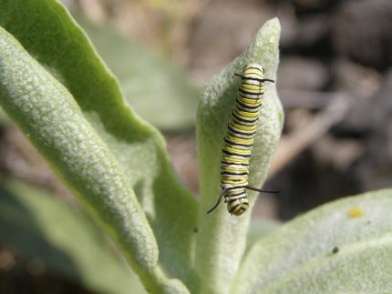 monarch butterfly caterpillar (larvae) crawling on thick leaf of a milkweed plant 