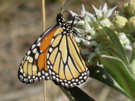 Close up of a female monarch butterfly on showy milkweed
