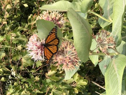 View of a monarch butterfly perched on a flowering milkweed plant