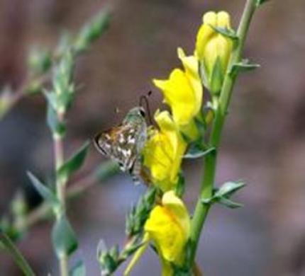 View of an Oregon branded skipper on a yellow flower of scots broom