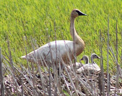 Close up of an trumpeter swan adult with two cygnets (babies) in marsh grasses