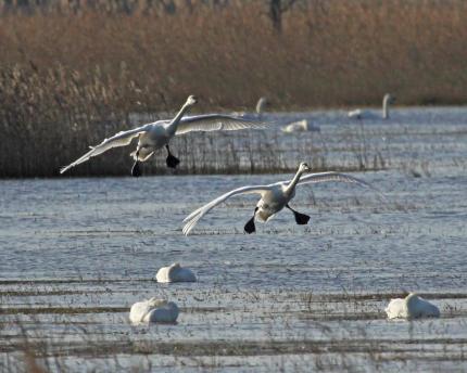 View of two tundra swans about to land in the waters of a marsh to join multiple other swans