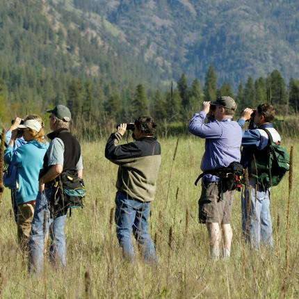 Birders look through binoculars in field