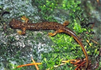 Close up of an adult Columbia torrent salamander on a mossy rock.