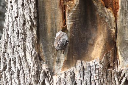 View of a hoary bat roosting on a cottonwood tree