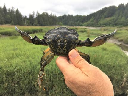 A person holds a large European green crab captured in a marsh. 