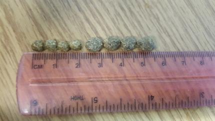 Comparison of poop of pygmy rabbit (under half inch) vs. mountain cottontail (half inch) n top of a ruler for scale
