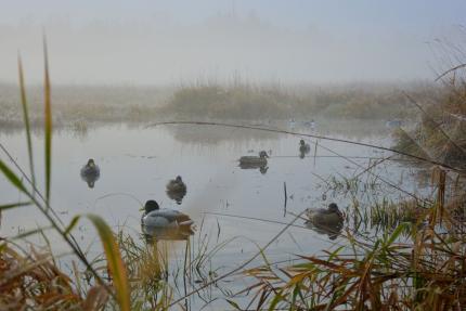 Duck decoys on a pond in Snohomish County as sun rises through the fog.