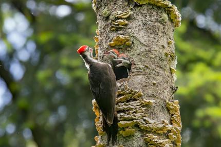 A male pileated woodpecker clinging to a snag with young in the nest peering out of nest cavity