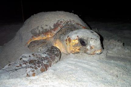 Closeup of a loggerhead turtle on a sandy beach at night