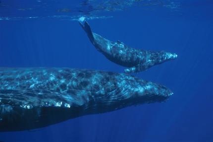 Underwater view of a humpback mother and her calf