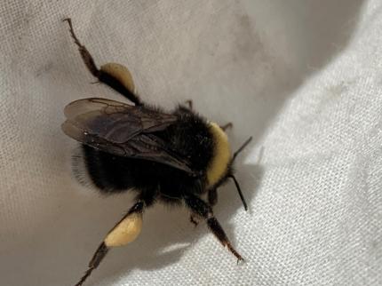 Close up of a western bumble bee with yellow-colored pollen collected on its hind legs