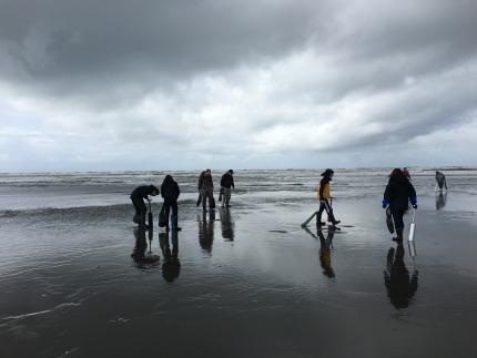 Diggers look for razor clams at low tide.