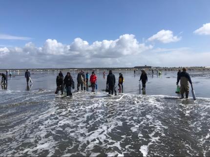 Diggers look for razor clams at low tide.