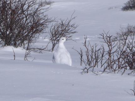 View of a white-tailed ptarmigan in the snow