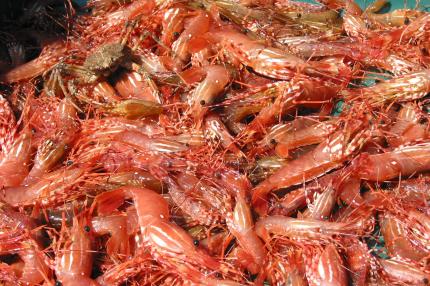 Commercial-sized catch of spot shrimp