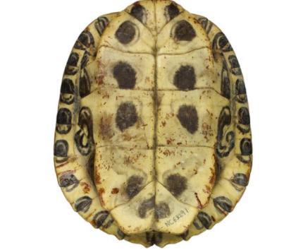 View of the underside of the lower shell of a red-eared slider - museum specimen