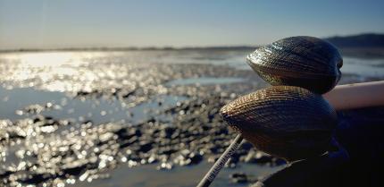 Clam, mussel, and oyster harvest  Washington Department of Fish & Wildlife