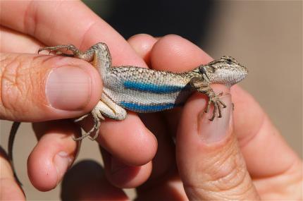 Close up of a pair of hands holding a western fence lizard to show the blue belly