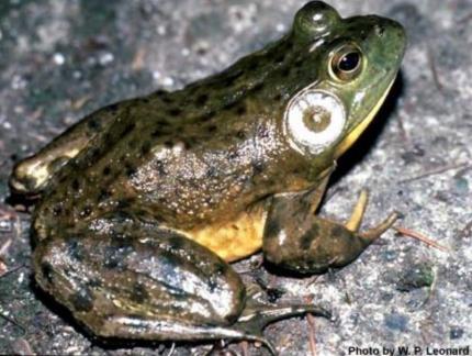 Close up of an adult American bullfrog