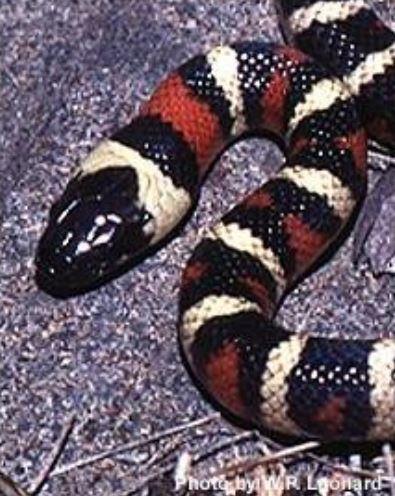 Close up of the head and upper body of a California mountain kingsnake.
