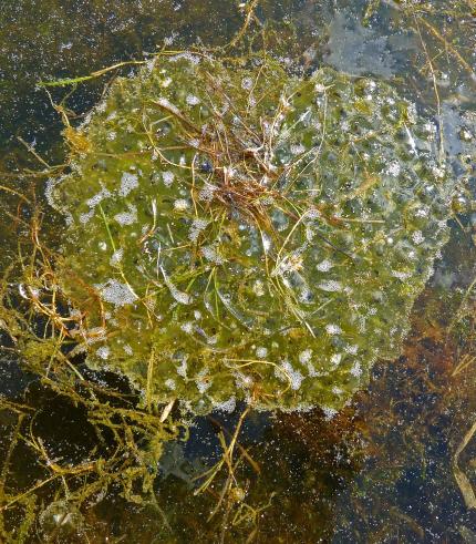 Close up of a Columbia spotted frog egg mass in Ross Lake.
