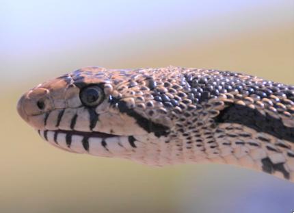 Close up of the head of a gophersnake 