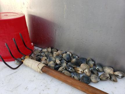 Clam digging success