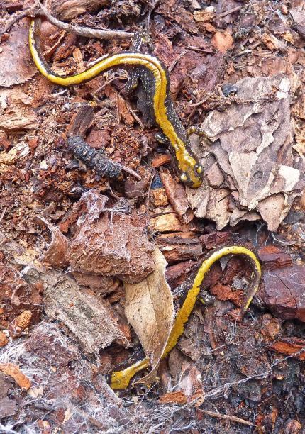Close up of two adult long-toed salamander on the ground