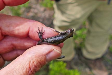 Close up of an adult long-toed salamander in the hand of a biologist