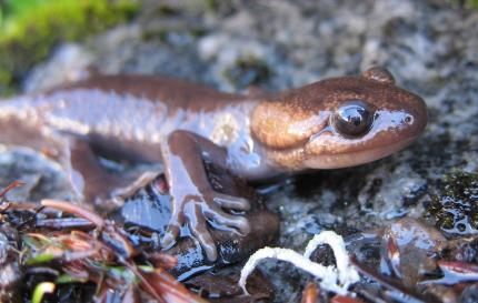 Close up of an adult northwestern salamander crawling on moist ground