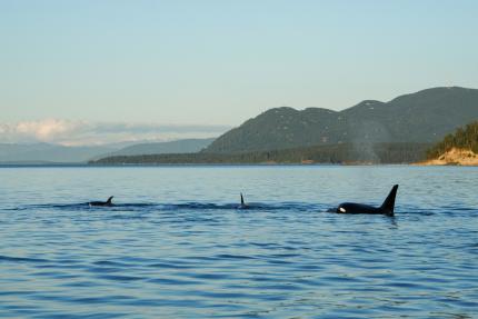 Orcas in San Juan Islands