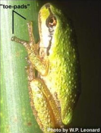 Close up of an adult Pacific treefrog with "toe pads" identified on fingertips