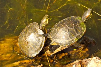 Overhead view of two pond sliders (red-eared slider subspecies) basking on a log in a water body